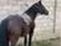 Kuda jantan, Horses — foto 8