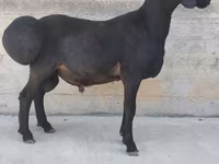 Kos, Hissar sheep — 1. fotó