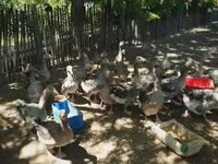 Geese — акс 1