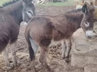 Hingst, Heste — foto 1