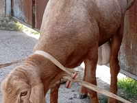 Bagge, Ordabasy sheep — foto 2