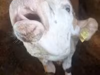 Byk, Simmental cattle — zdjęcie 1