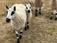 แกะตัวเมีย, Cerry Hill sheep — รูปภาพ 5