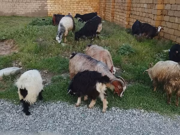 ვერძი, Daglıс sheep
