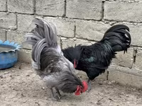 Chickens — عکس 4
