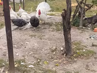 Turkeys — sawirka 2