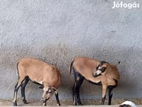 میش, Cameroon sheep — عکس 1