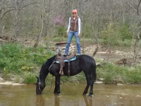 گھوڑی, Percheron — تصویر 4