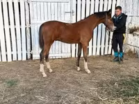Hingst, Dutch warmblood horse — foto 5