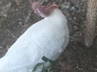 Turkeys — عکس 2