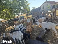 Ged, Nubian Goat — foto 1