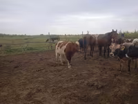 황소, Simmental cattle — 사진 6