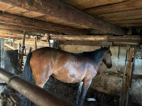 Mare, Horses — Kazakhstan