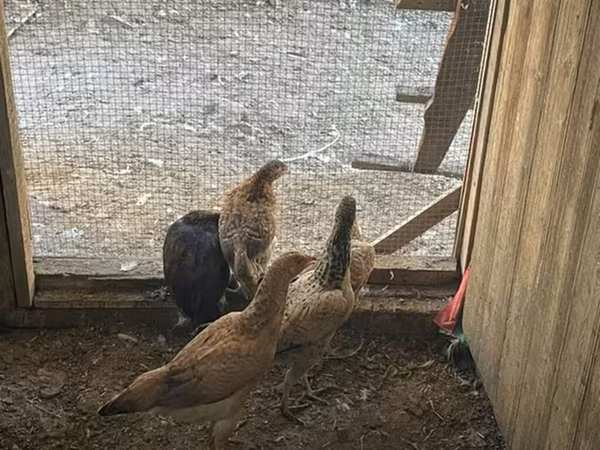 Chickens — Azerbaijan
