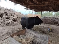 公牛, Cattle — 照片 1