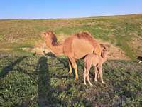 شتر نر, شتر — عکس 1