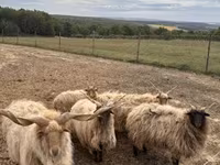 雄羊, Racka sheep — 写真 4