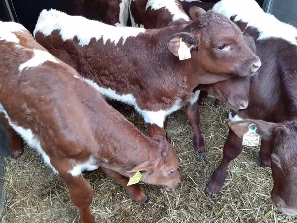 گاو نر, Simmental cattle