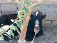 Lembu betina, Cattle — foto 1