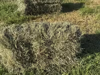 Խոտի տուկ Խառ խոտ — Foto 2