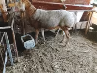ভেড়ার পাঁঠা, Arashan sheep — ছবি 7