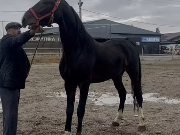 اسب نر, Orlov Trotter