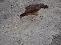 Guinea fowl — 사진 5
