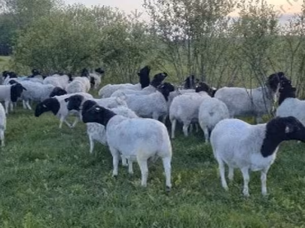 Oaie, Dorper sheep
