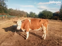 Lo’, Simmental cattle — sawirka 1
