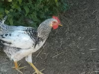 Chickens — foto 1