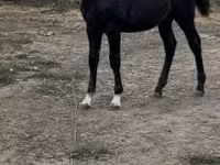 Hingst, Heste — foto 2