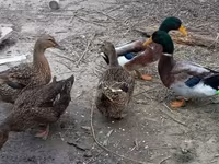 Ducks — รูปภาพ 1