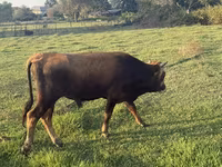 Toro, Bovini — foto 1
