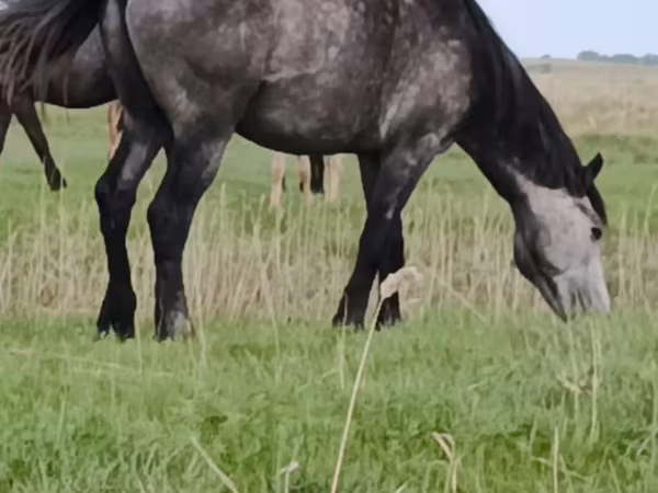 Faras, Horses