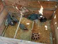 Chickens — ảnh 2
