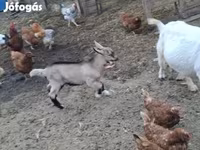 Kambing jantan, Goats — foto 5