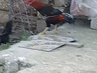 Chickens — รูปภาพ 1
