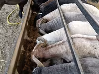 Kambing jantan, Sheep — foto 2