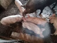 Grisar (parti, kön ej angivet), Grisar — foto 3