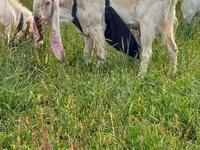 Buk, Gulabi goats — foto 1