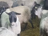 பெண் ஆடு, Romanov sheep — புகைப்படம் 5