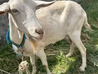 Koza, Alpine goat — zdjęcie 1