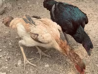 Chickens — عکس 1