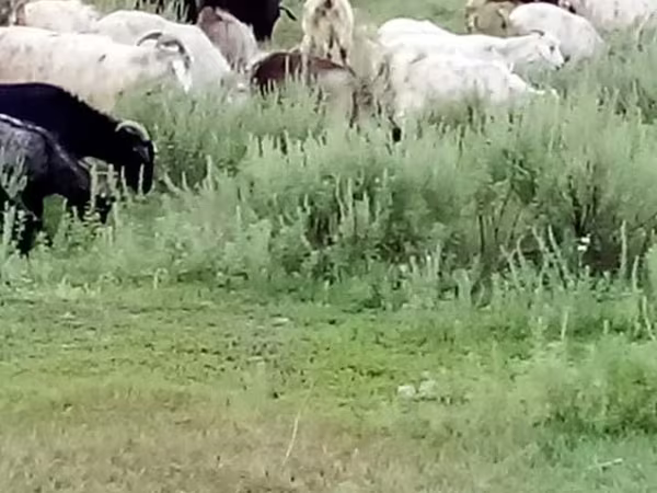 Goat, Goats — Kazakhstan