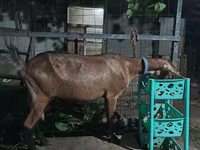 Ziege, Alpine goat — Foto 3