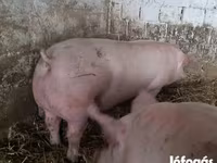 Locha, Крупная белая — zdjęcie 1