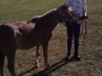 수말, Dutch warmblood horse — 사진 4