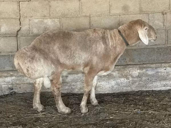 Баран, Edilbay sheep