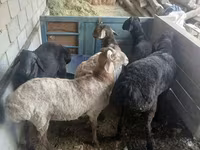 Vædder, Hissar sheep — foto 2