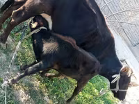 Lembu betina, Cattle — foto 1
